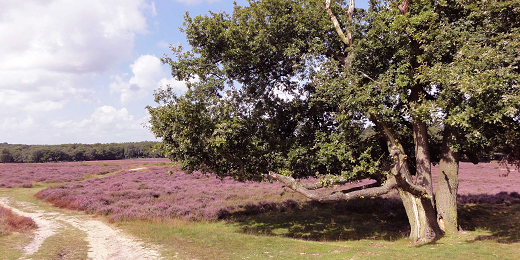 Blaricum-Tafelberg-heide beleidsvisie blaricum
