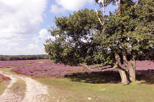 beleidsvisie blaricum