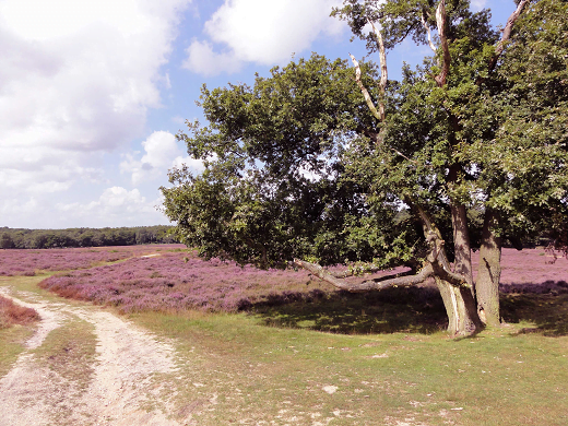 Blaricum-Tafelberg-heide beleidsvisie blaricum