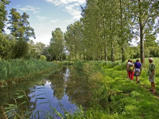 rijkdommel