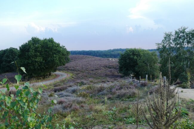 Artikel 6 – Arnhem Nijmegen