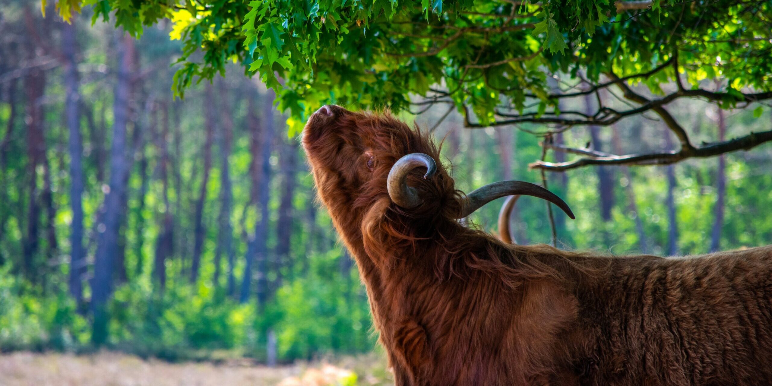 edwin-herfkens-WSKmTN_bnIU-unsplash