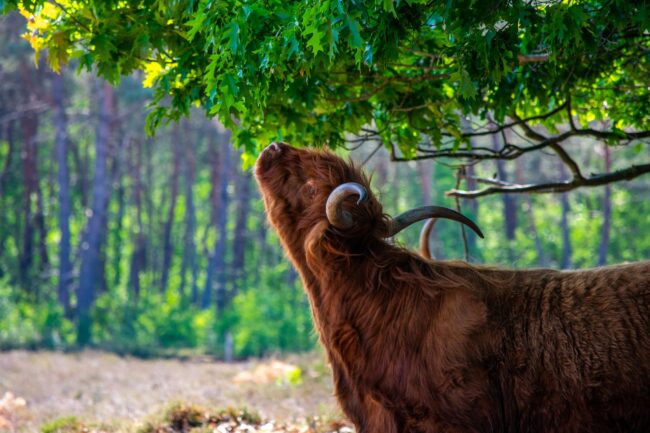 edwin-herfkens-WSKmTN_bnIU-unsplash